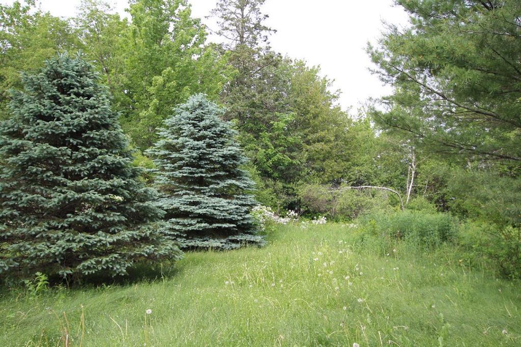 236 Ridge Road Robbinston, ME 04671 - Photo 22 of 24 Mature spruce