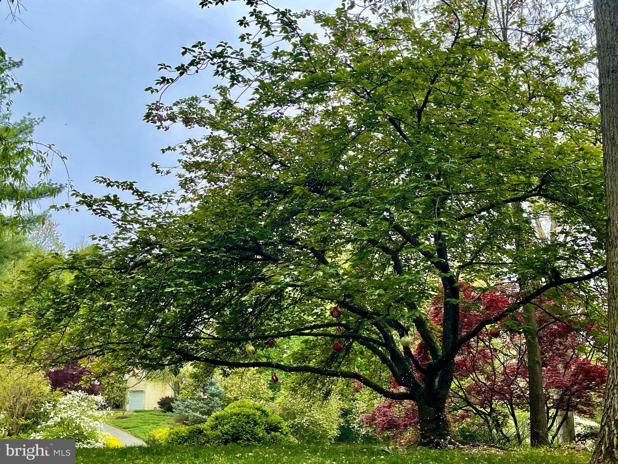 9509 Grover Road Gaithersburg, MD 20877 - Photo 64 of 70 Beautiful trees at Frond Yard