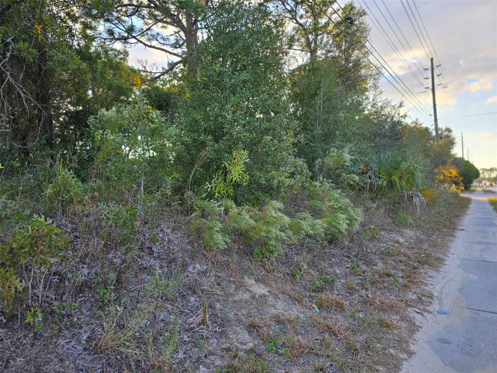 11290 Spring Hill Drive Spring Hill, FL 34609 - Photo 2 of 15 a view of a forest filled with trees