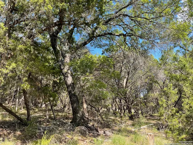 a view of a forest filled with trees