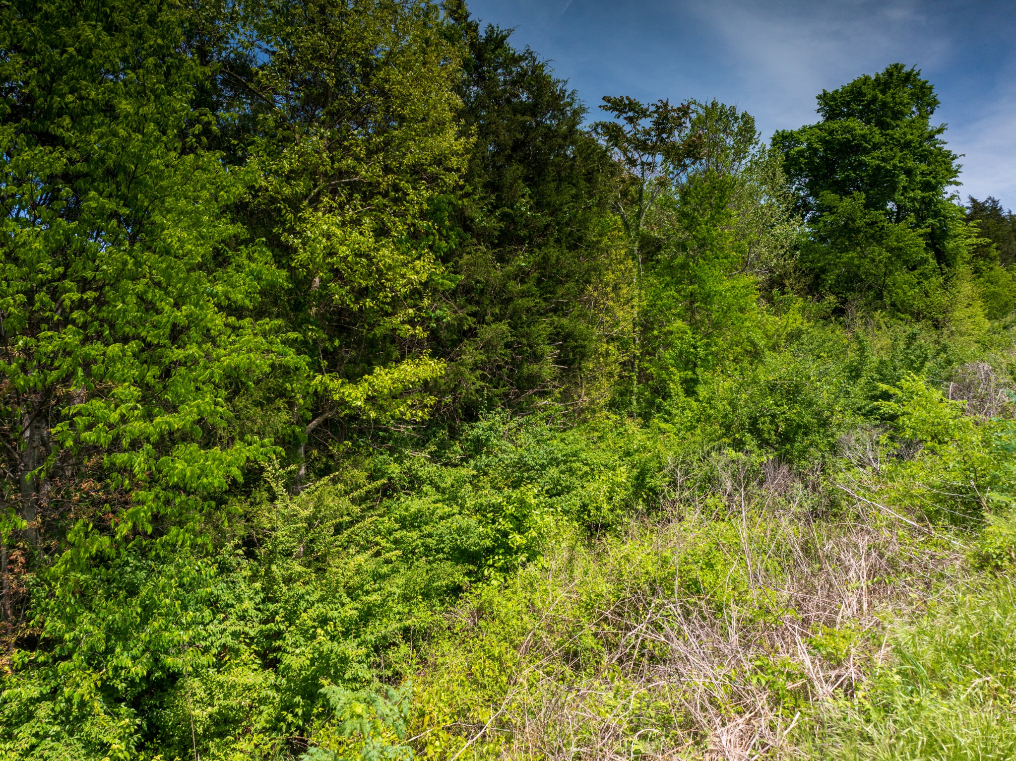 1 Murfreesboro Road Readyville, TN 37149 - Photo 10 of 19 a view of a lush green forest with lots of trees