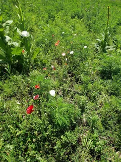 $250,000 | L2 North Hay Hollow, Blanchardville, WI 53516