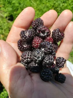 $250,000 | L2 North Hay Hollow, Blanchardville, WI 53516