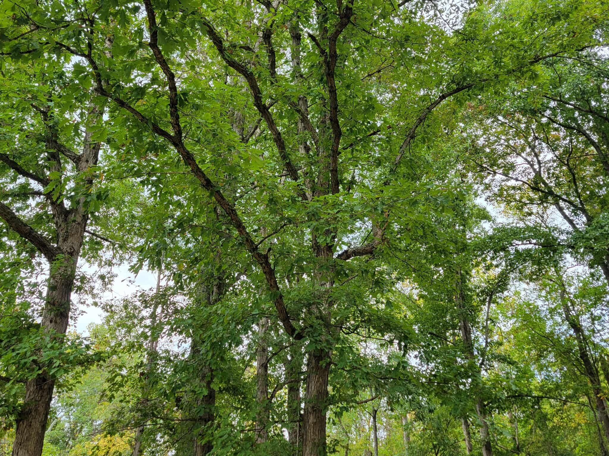 1573 Graham School Road Gallipolis, OH 45631 - Photo 32 of 38 r32