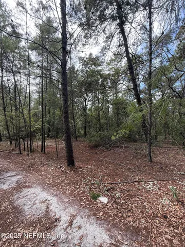 a view of some trees in the forest