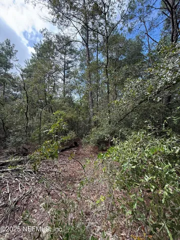 a view of a forest with trees in the background