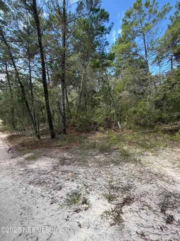 a view of a forest with trees in the background