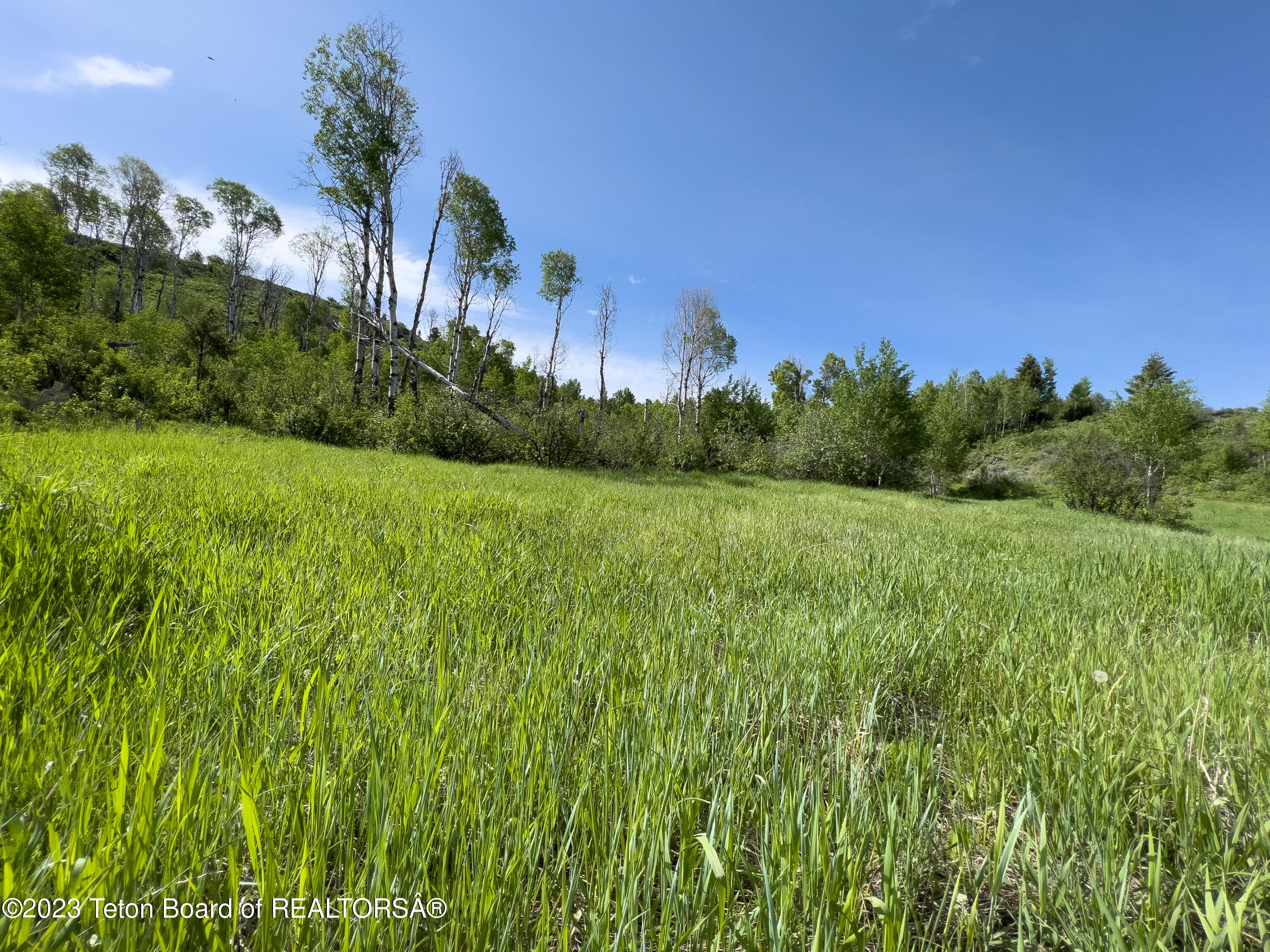 Rodeo Road Jackson, WY 83001 - Photo 4 of 25 Meadow Grass