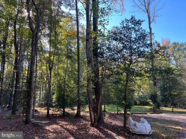 a view of a park that has large trees