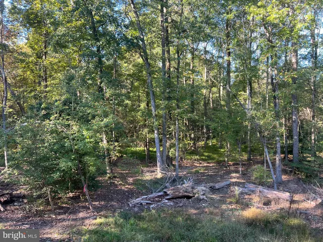 a view of a forest with trees