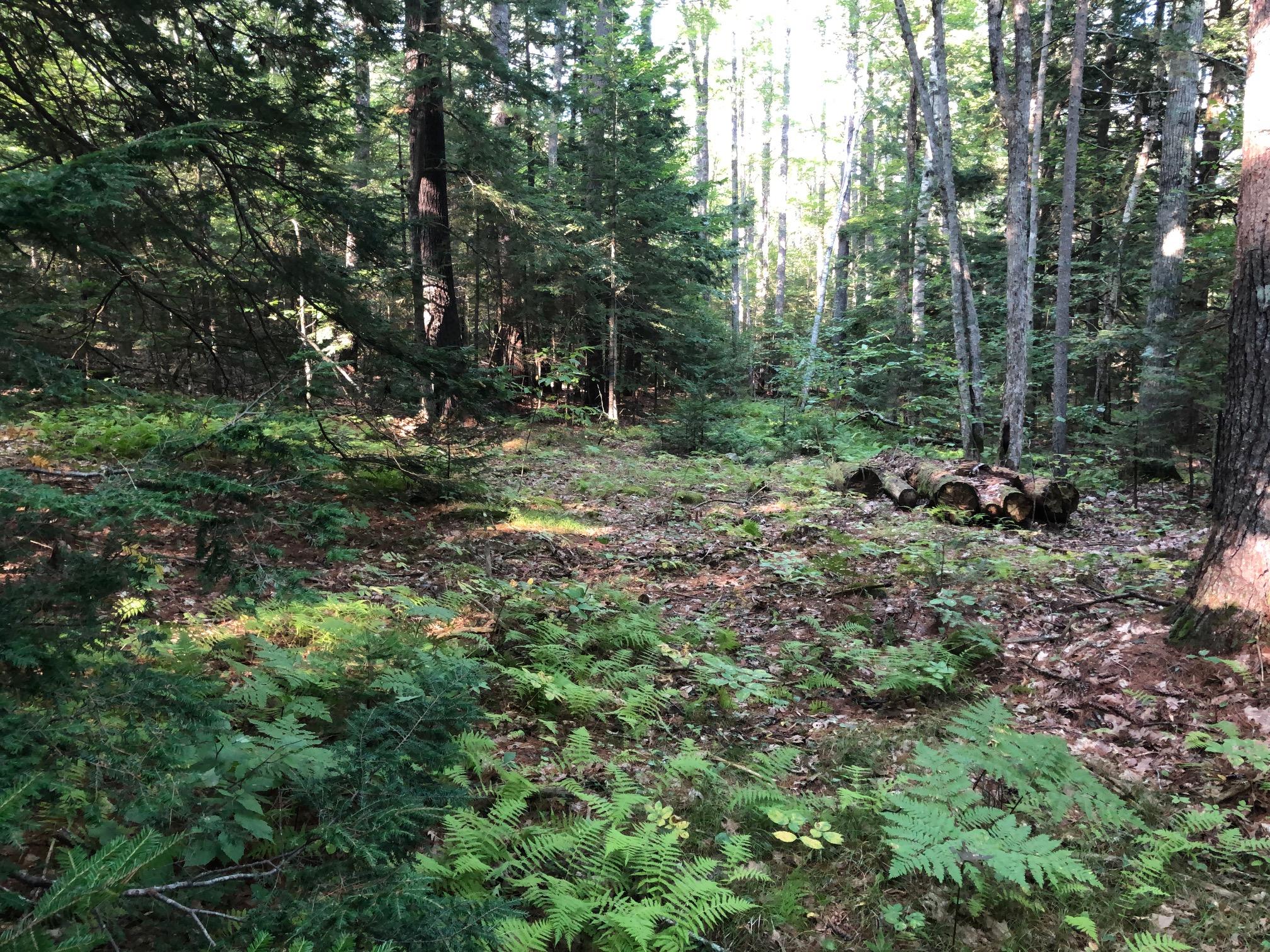 0 McCurdy Pond Road Bremen, ME 04551 - Photo 2 of 5 IMG_0308