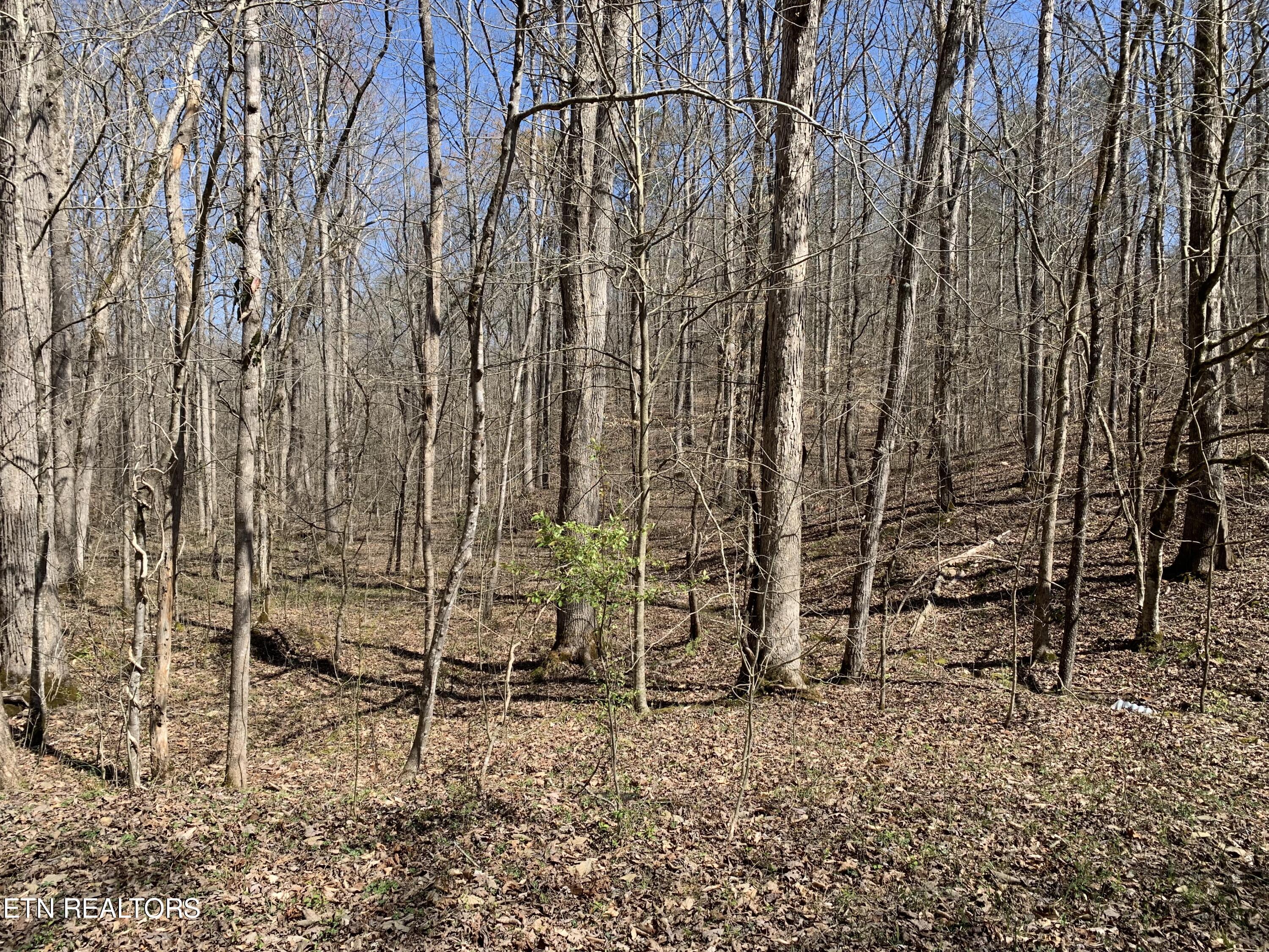 Old Ridge Road Kingston, TN 37763 - Photo 8 of 9 Some areas more level