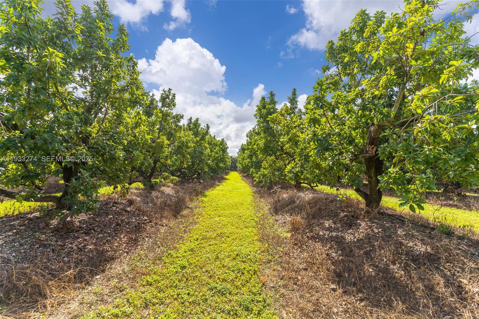 18900 Southwest 224th Street Miami, FL 33170 - Photo 7 of 23 a view of a tree with a yard