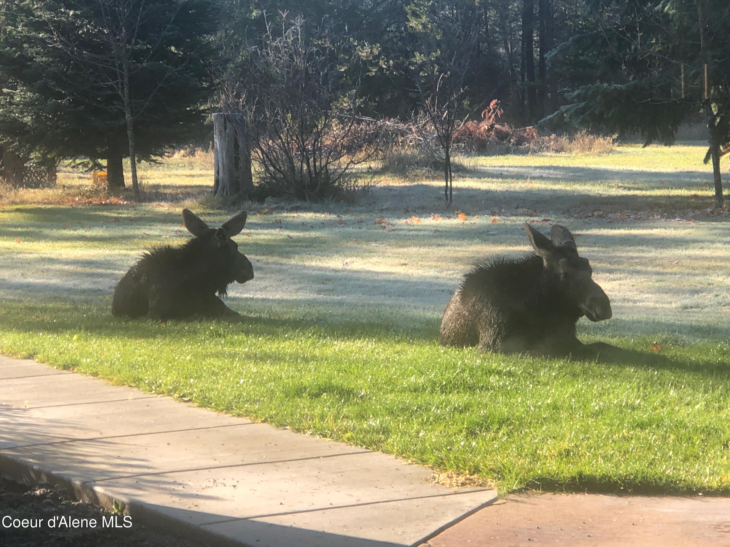 4529 East Diagonal Road Rathdrum, ID 83858 - Photo 32 of 52 IMG_3308