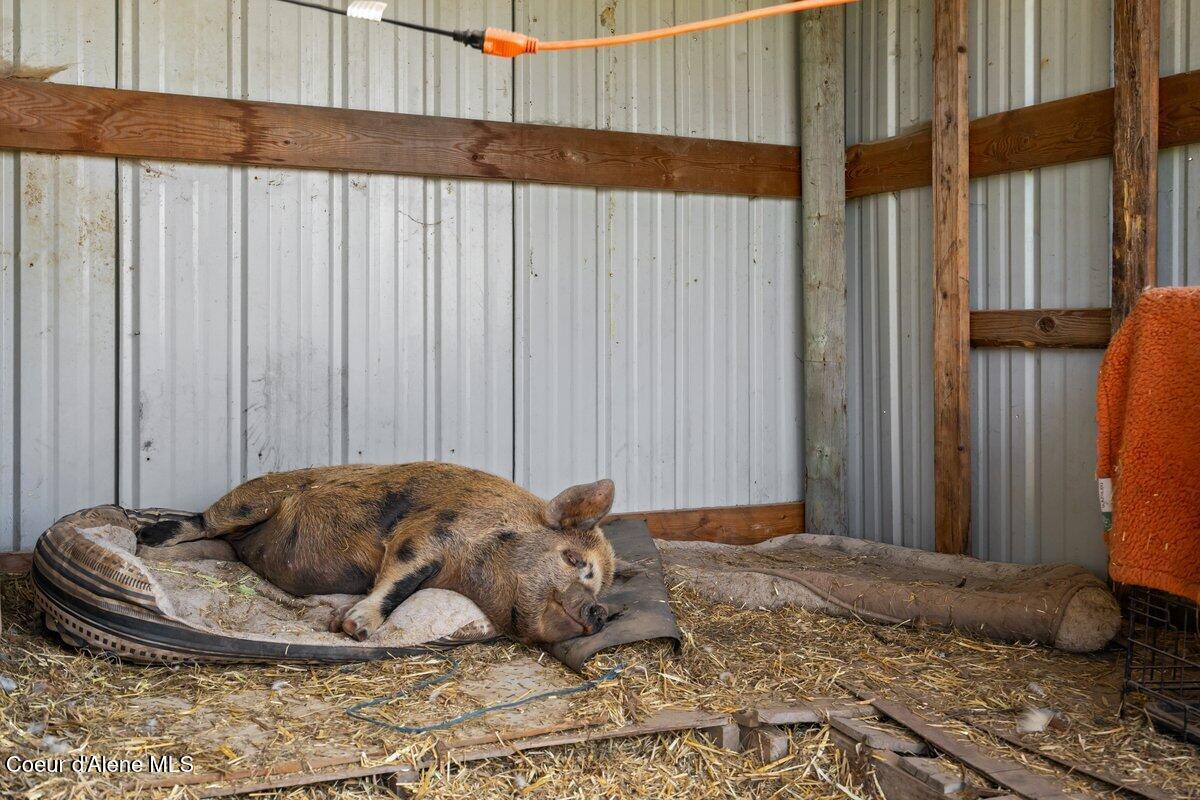 929 Irish Road Sagle, ID 83860 - Photo 49 of 70 Pig (1)