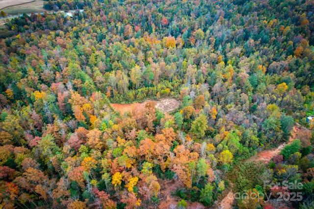 a view of a tree with a tree