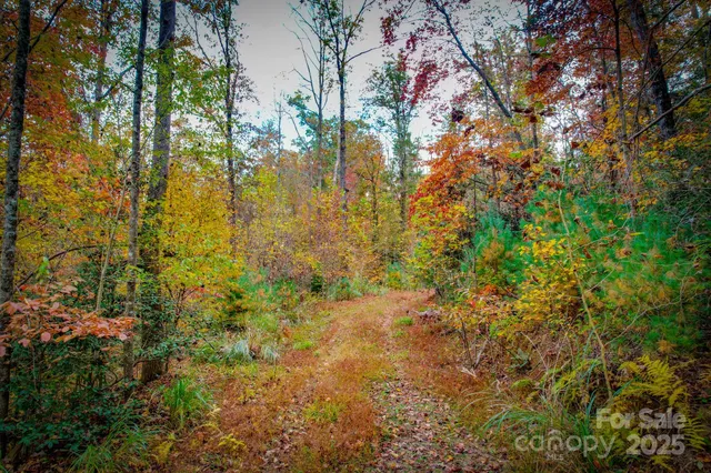 a view of a yard with plants and a bench