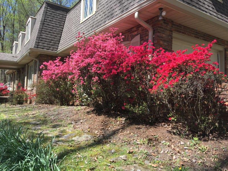 620 Montezuma Road Kingsport, TN 37664 - Photo 50 of 94 Spring azaleas