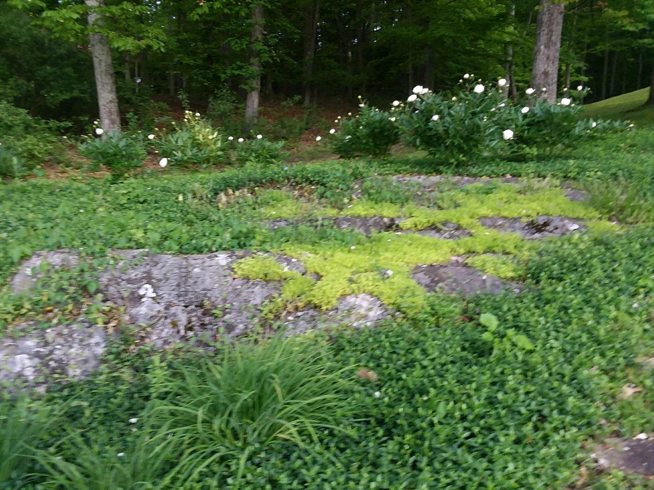 620 Montezuma Road Kingsport, TN 37664 - Photo 51 of 94 Spring peonies in bloom