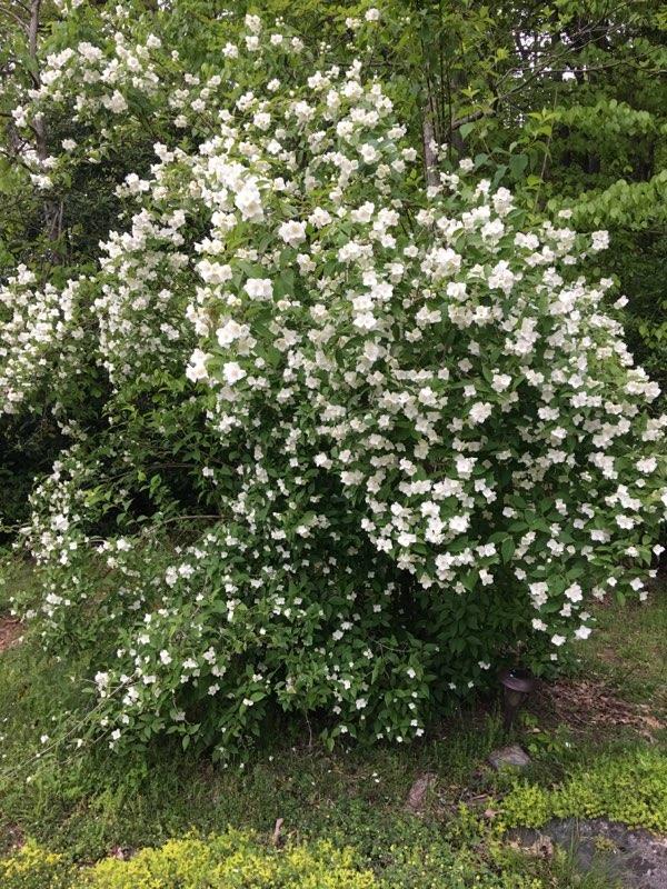 620 Montezuma Road Kingsport, TN 37664 - Photo 52 of 94 Double Mock Orange Bush