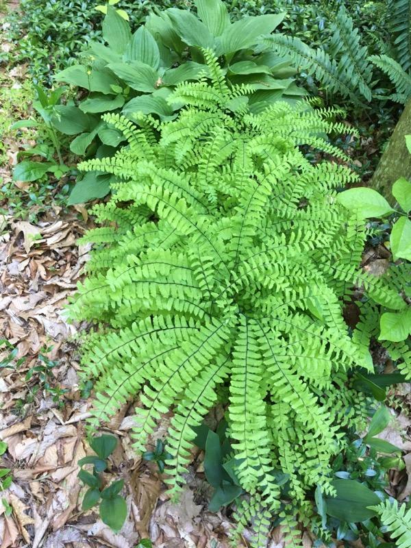 620 Montezuma Road Kingsport, TN 37664 - Photo 53 of 94 Maiden Hair fern