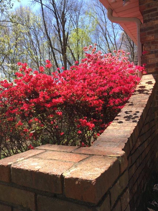 620 Montezuma Road Kingsport, TN 37664 - Photo 54 of 94 Full bloom azaleas