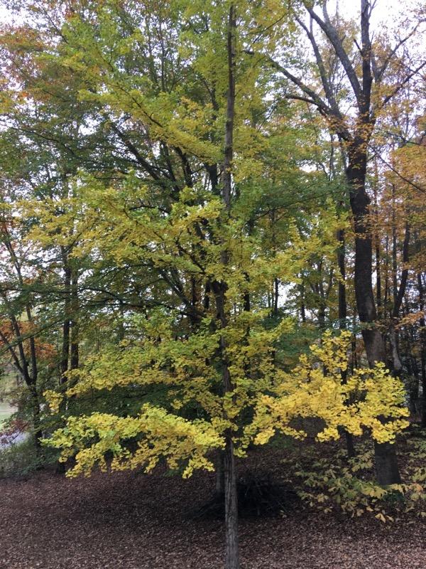 620 Montezuma Road Kingsport, TN 37664 - Photo 56 of 94 Gold Ginkgo tree