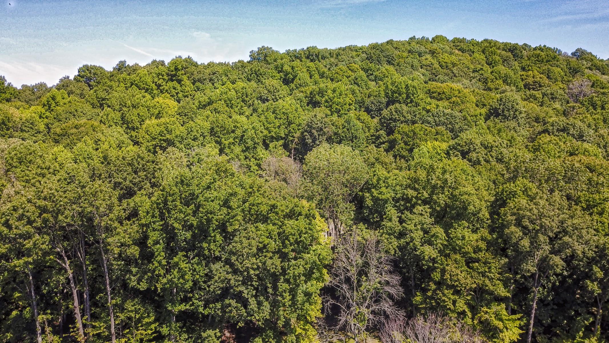 620 Montezuma Road Kingsport, TN 37664 - Photo 58 of 94 DJI_0308_MLS