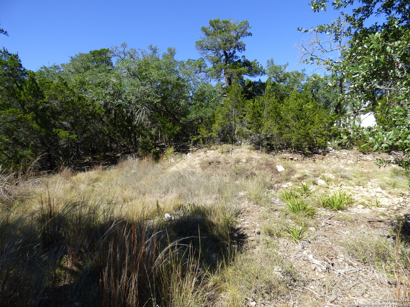 198 Magnolia Meadow Spring Branch, TX 78070 - Photo 7 of 10 a view of a yard with plants and a bench under large trees