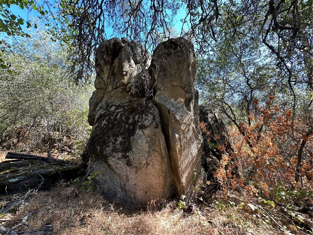4275 Ashworth Road Mariposa, CA 95338 - Photo 6 of 8 a view of a tree in a yard