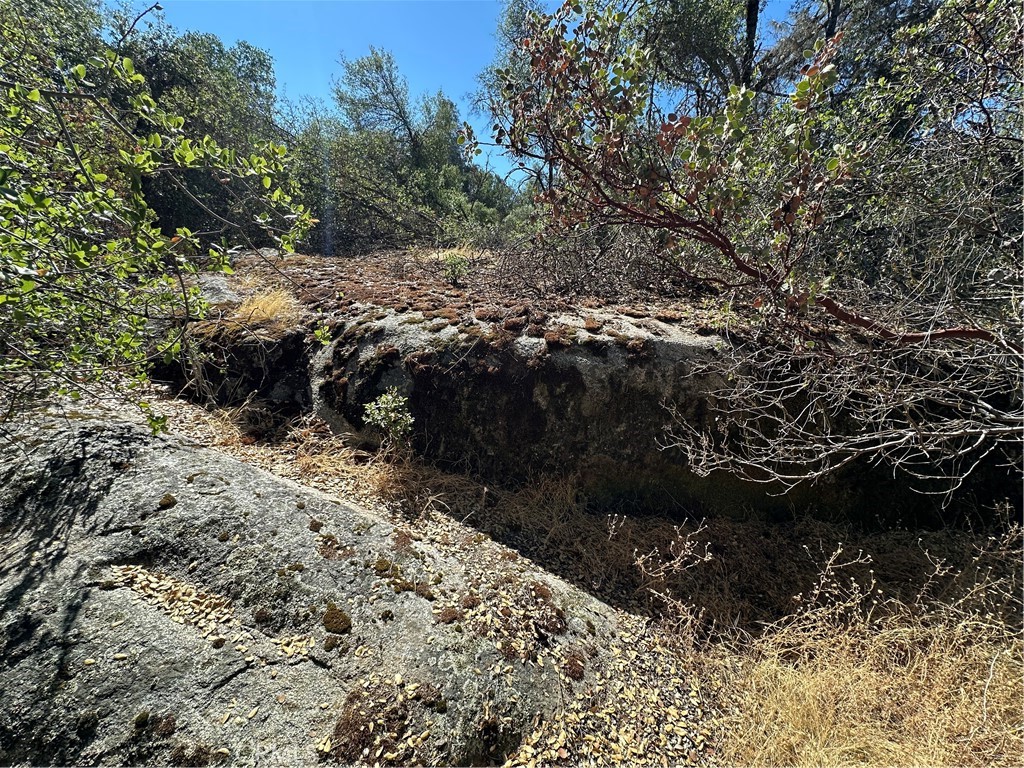 4275 Ashworth Road Mariposa, CA 95338 - Photo 7 of 8 a view of a forest with a tree