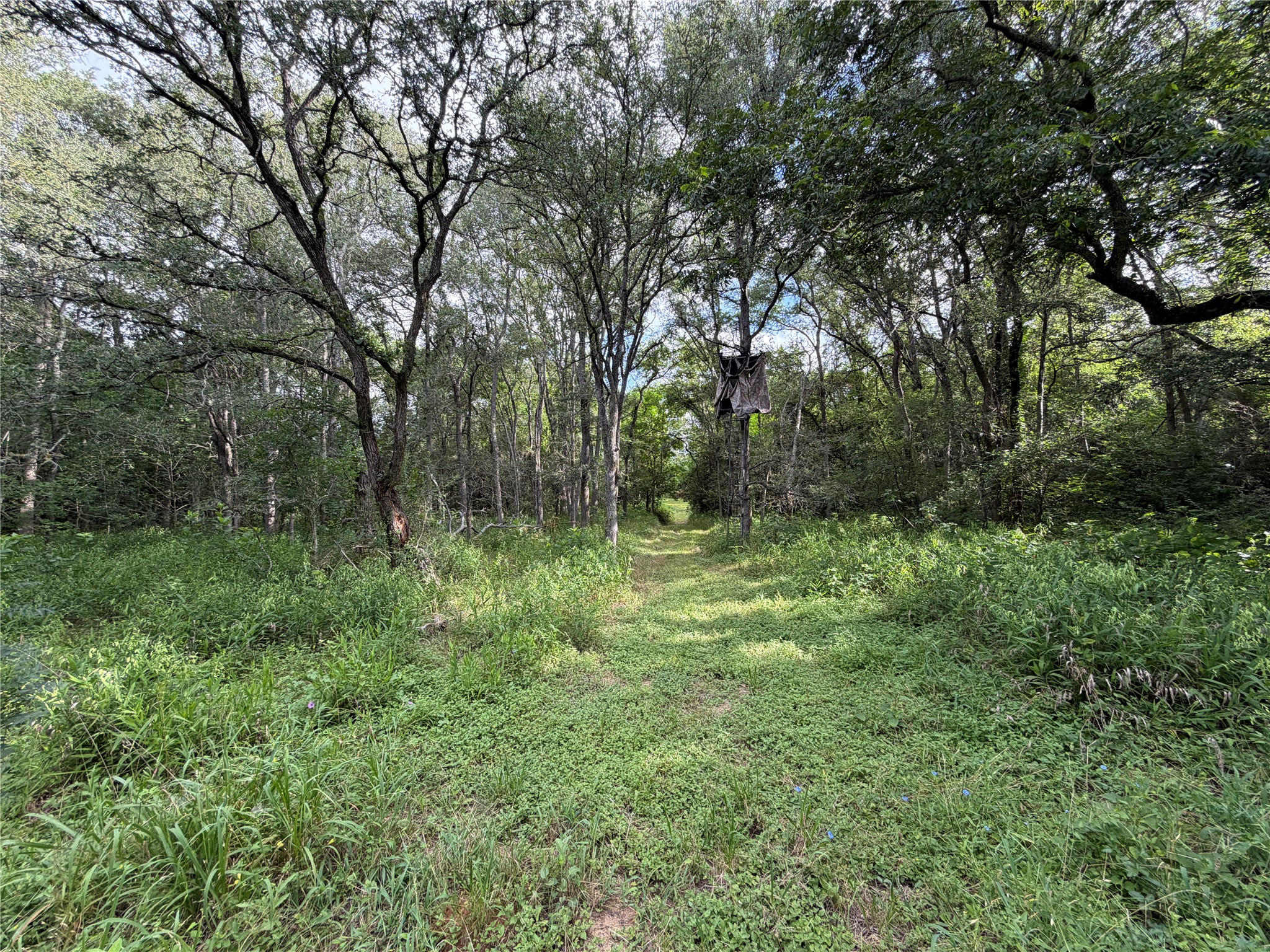 437 Balch Road Elgin, TX 78621 - Photo 35 of 37 Deer Blind and custom trails