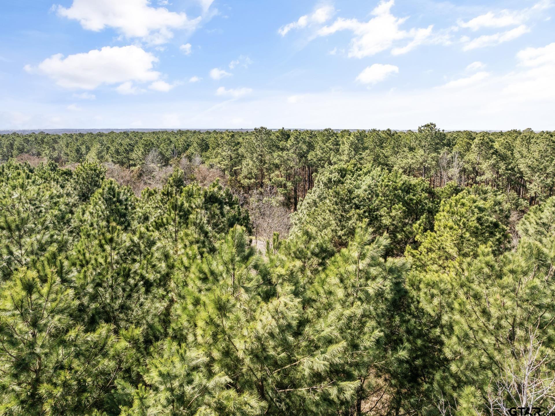 Lot 6 Fm 556 Pittsburg, TX 75686 - Photo 3 of 12 a view of a bunch of trees