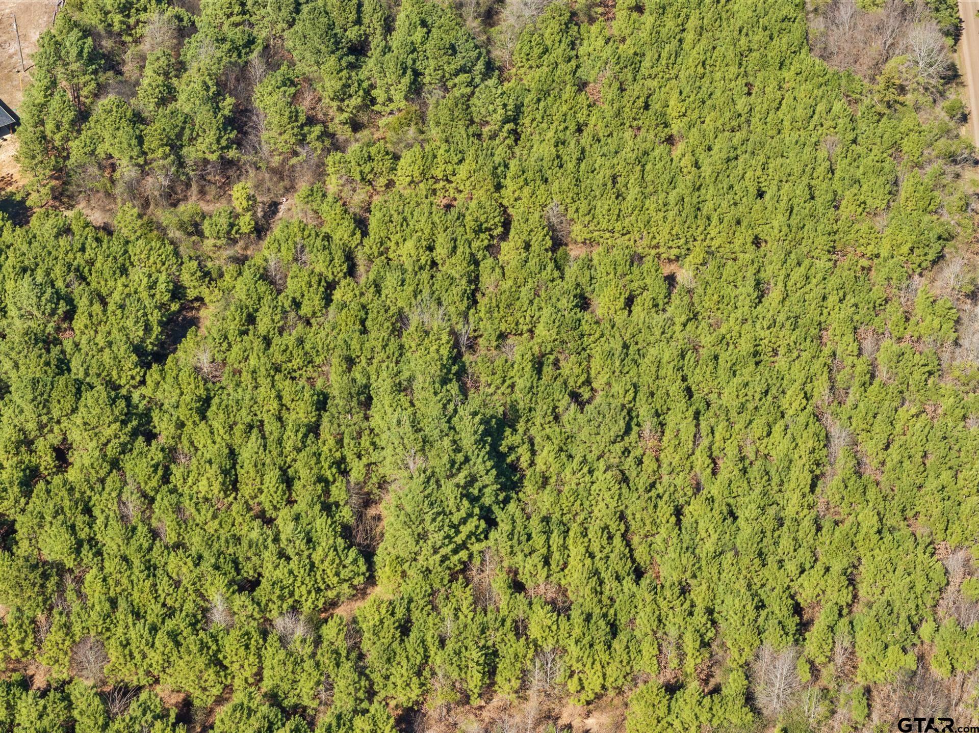 Lot 6 Fm 556 Pittsburg, TX 75686 - Photo 5 of 12 a close up of a plant