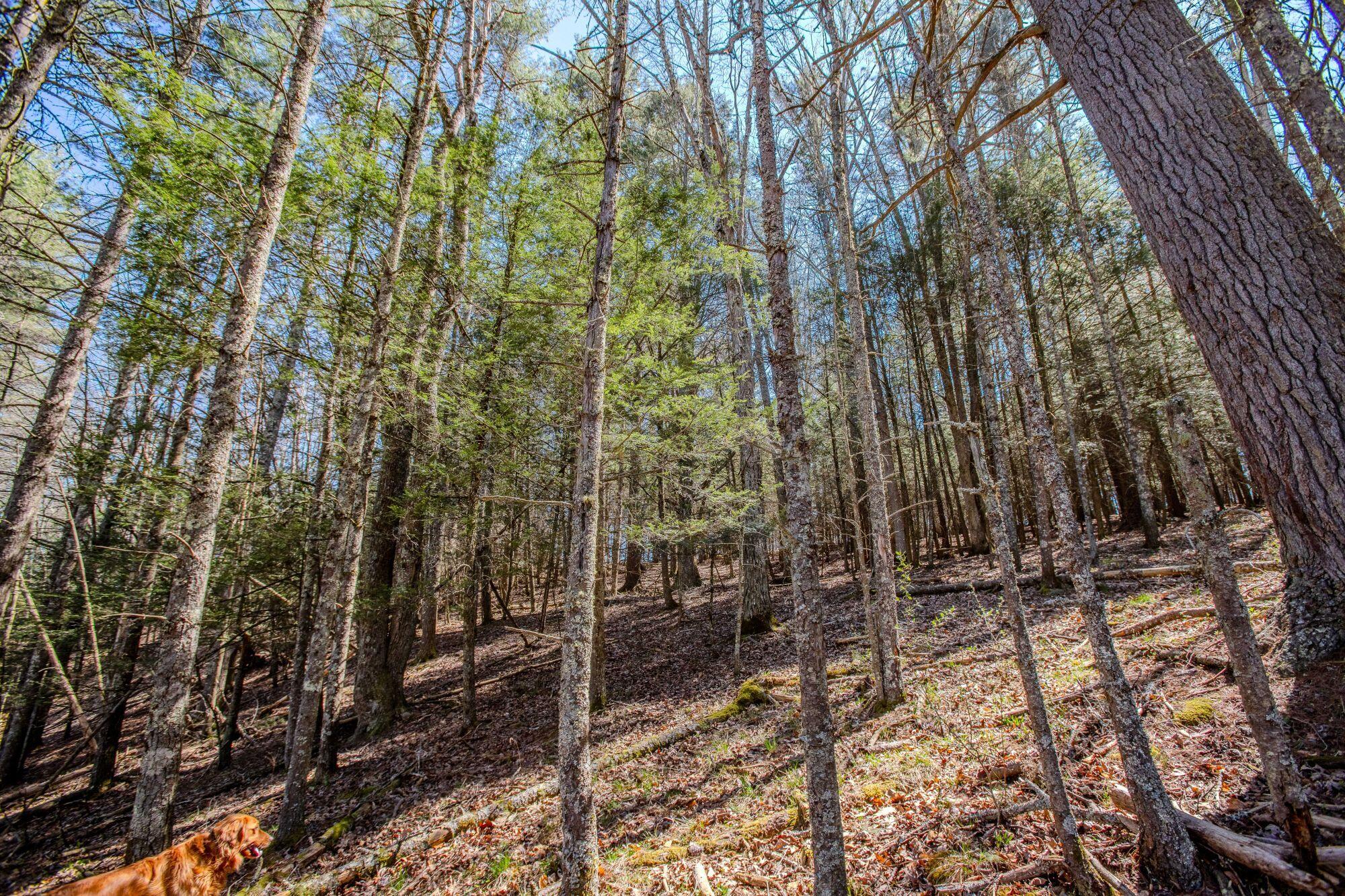 11085 Frost Road Marlinton, WV 24954 - Photo 60 of 64 Gallery Image 60