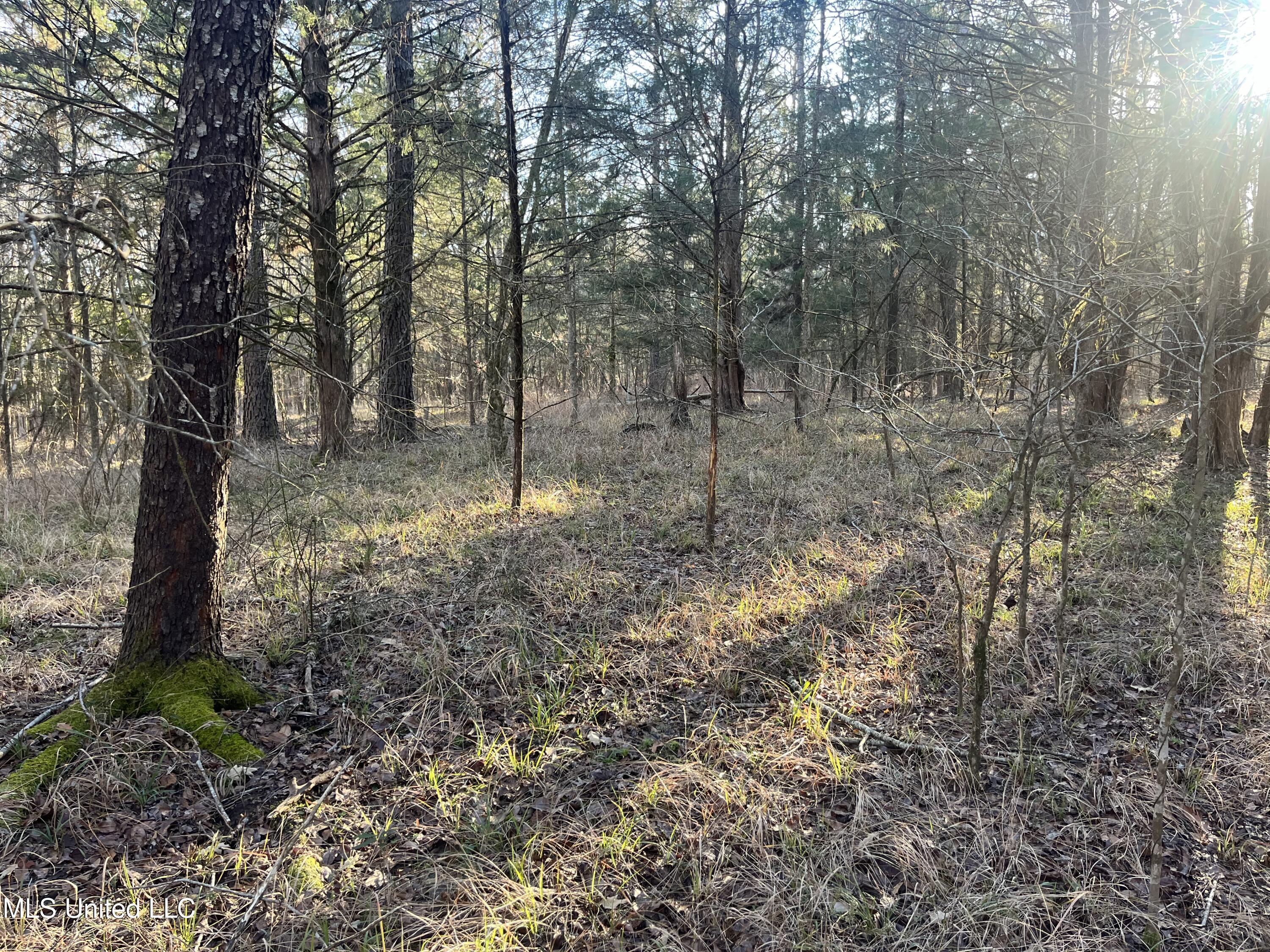 Springwood Trail Madison, MS 39110 - Photo 29 of 59 IMG_0482