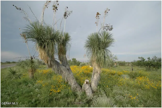 $25,000 | 1 Psl Sunset Ranches, Salt Flat, TX 79847