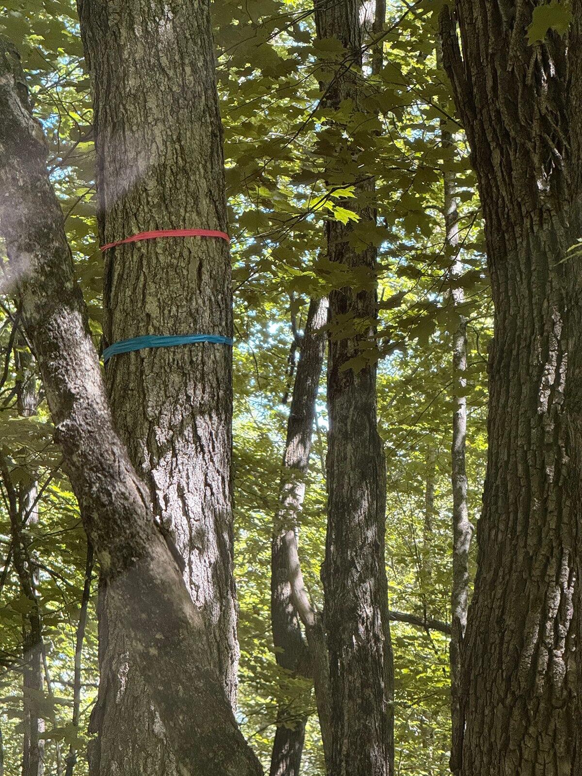 18 Hayes Hill Road Greenwood, ME 04255 - Photo 7 of 13 IMG_8859