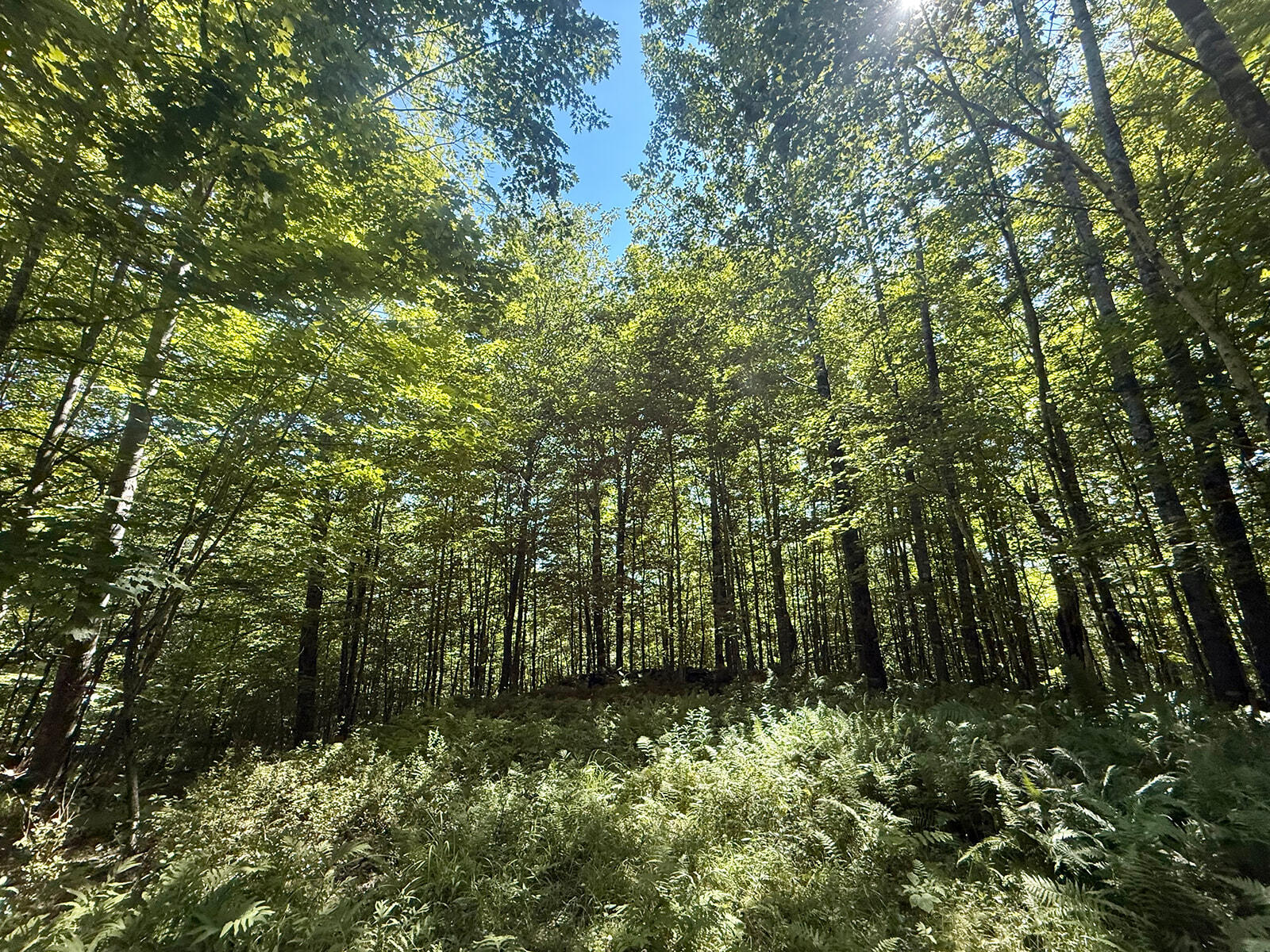 18 Hayes Hill Road Greenwood, ME 04255 - Photo 8 of 13 IMG_8854