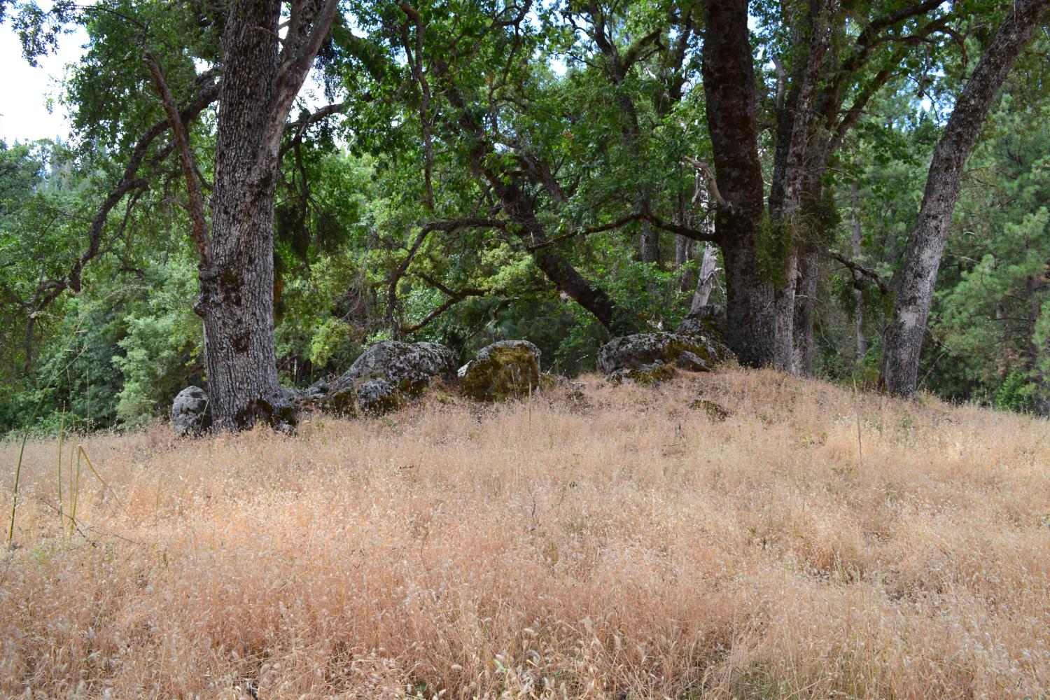 8600 Lodestone Road Somerset, CA 95684 - Photo 20 of 63 a view of a yard with a tree