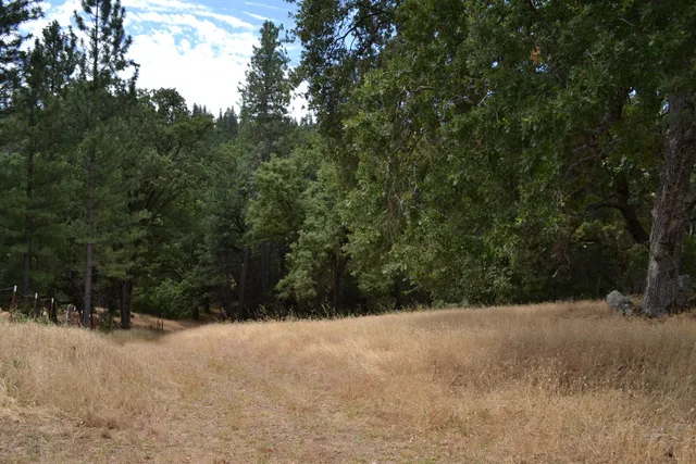 a view of a forest with trees in the background