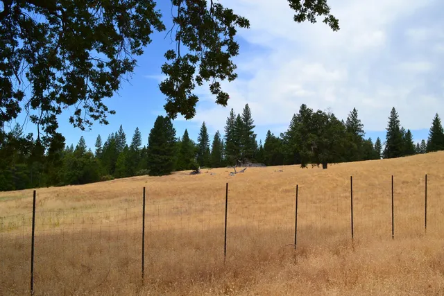 a view of a yard with a tree