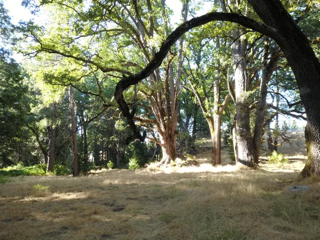 a view of yard with trees