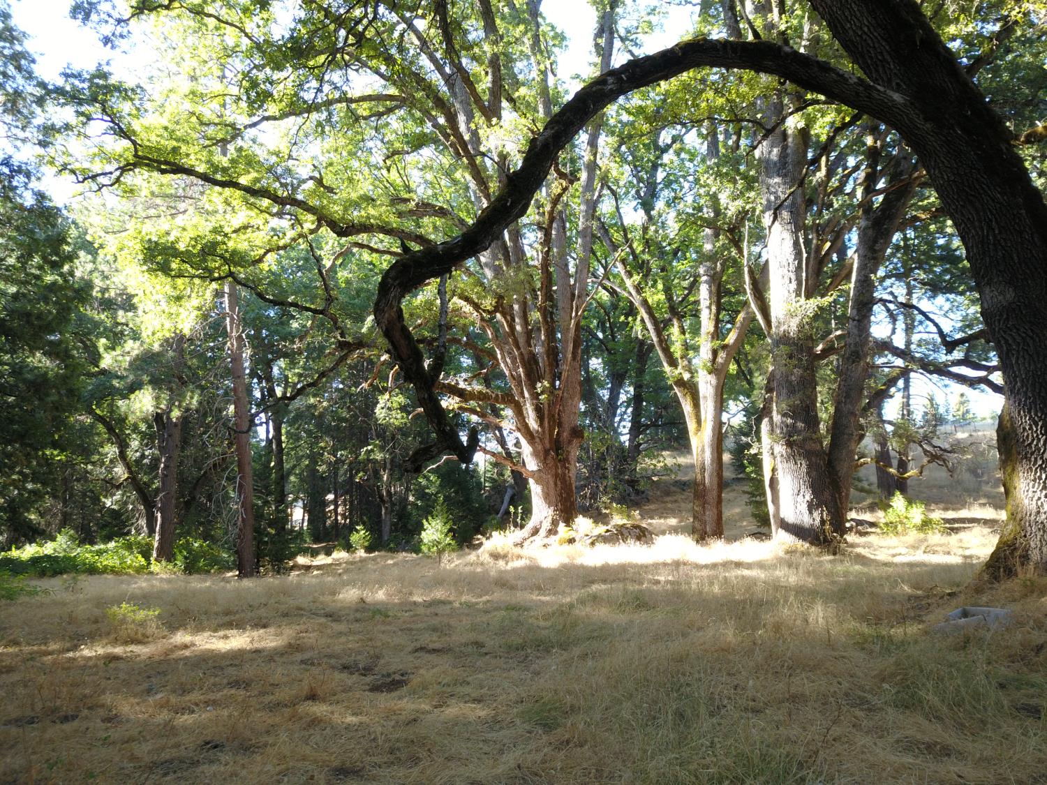8600 Lodestone Road Somerset, CA 95684 - Photo 33 of 63 a view of a yard with a tree