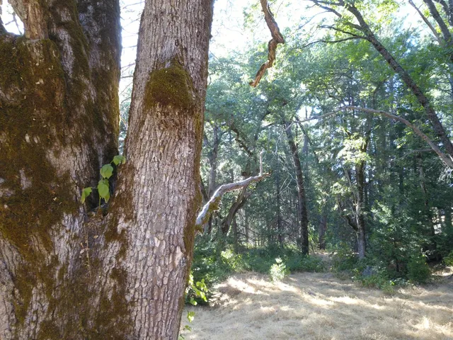 a view of a brick house with large windows and a large tree