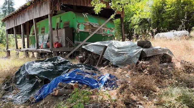 a view of a yard with plants and a barbeque