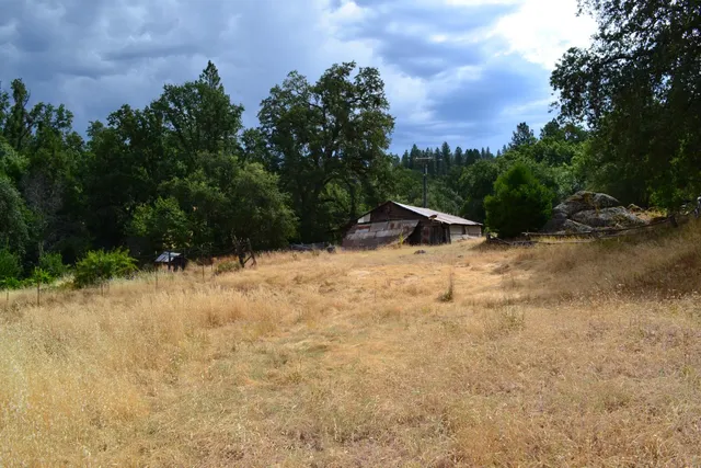 a view of a tree in the middle of a yard