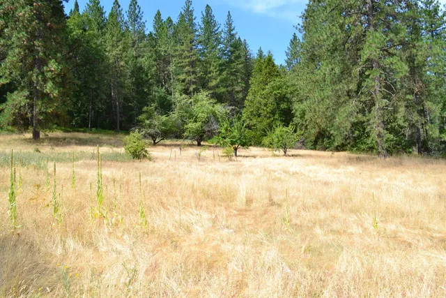 a view of a yard with a tree