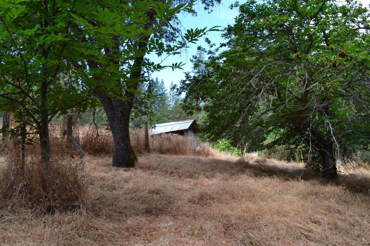 8600 Lodestone Road Somerset, CA 95684 - Photo 53 of 63 a view of a tree in the middle of a yard