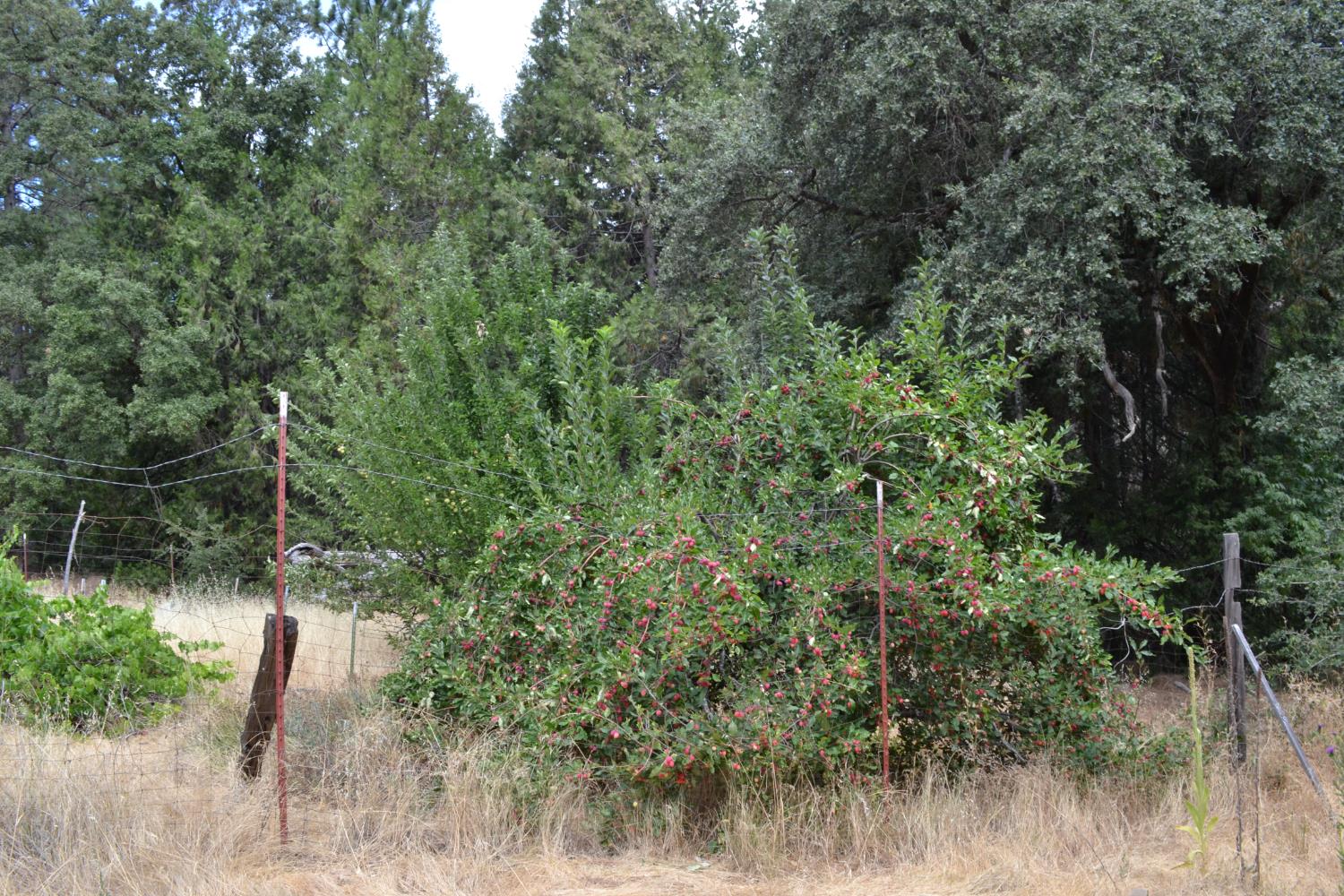 8600 Lodestone Road Somerset, CA 95684 - Photo 54 of 63 a view of a yard with a tree